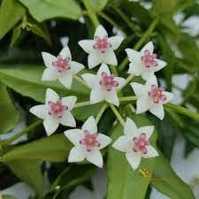 Hoya Bella Flower seeds for Planting - Shade Tolerant, Heirloom & GMO Free Seeds for Home Garden
 
 Sale for planting in home garden.