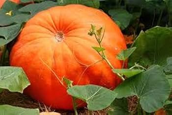 Orange Giant Pumpkin Seeds for Easy Planting