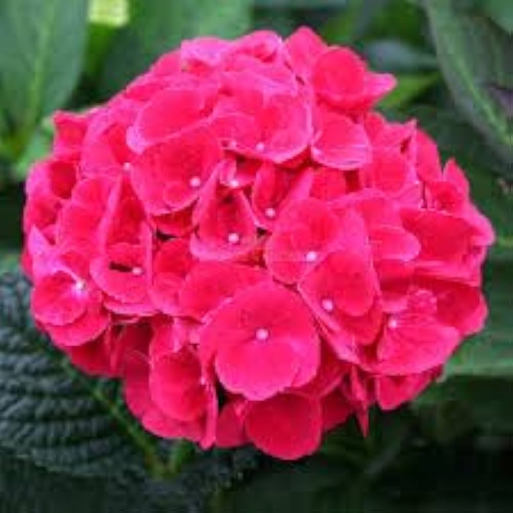 Red Baron Hydrangea Flower seeds for Planting - Premium Quality, Heirloom & GMO Free Seeds for Home Garden