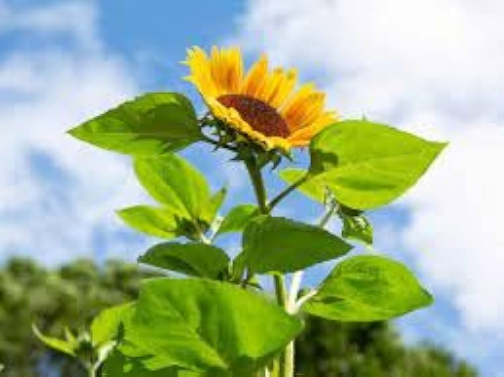 French Dwarf Sunflower Seeds for Planting flower bed