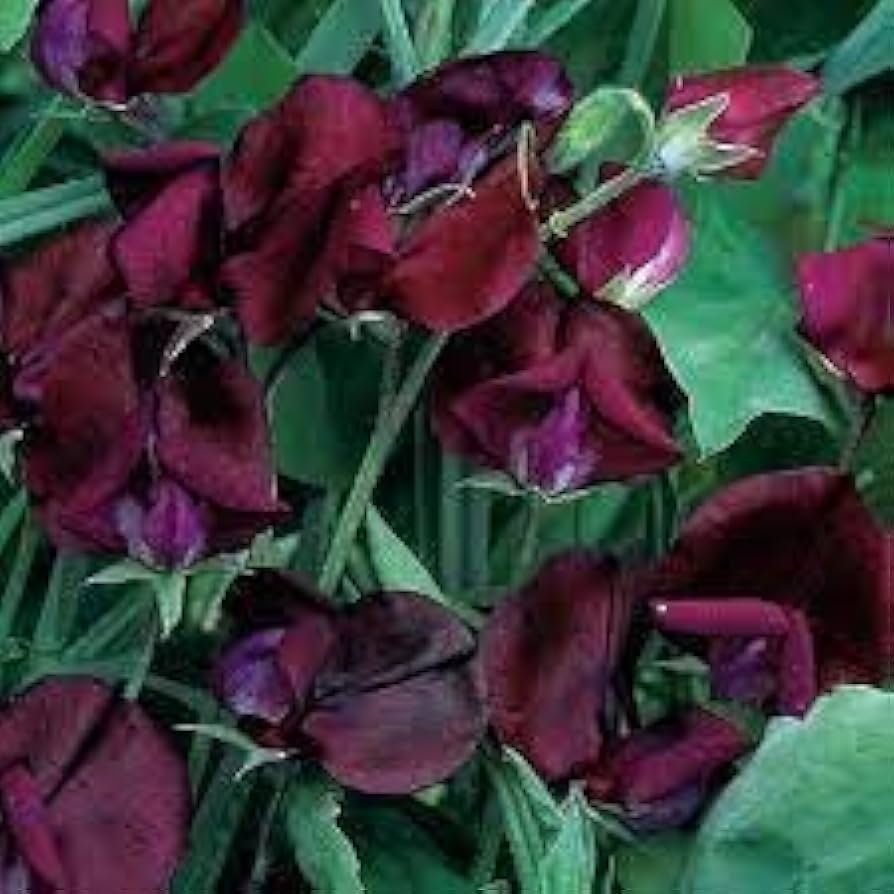 Beaujolais Sweet Pea Seeds for Planting Lathyrus odoratus for trellises and balcony gardens