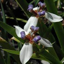 Gracilis Flower seeds blooming in flower beds, containers, borders, and pollinator-friendly gardens