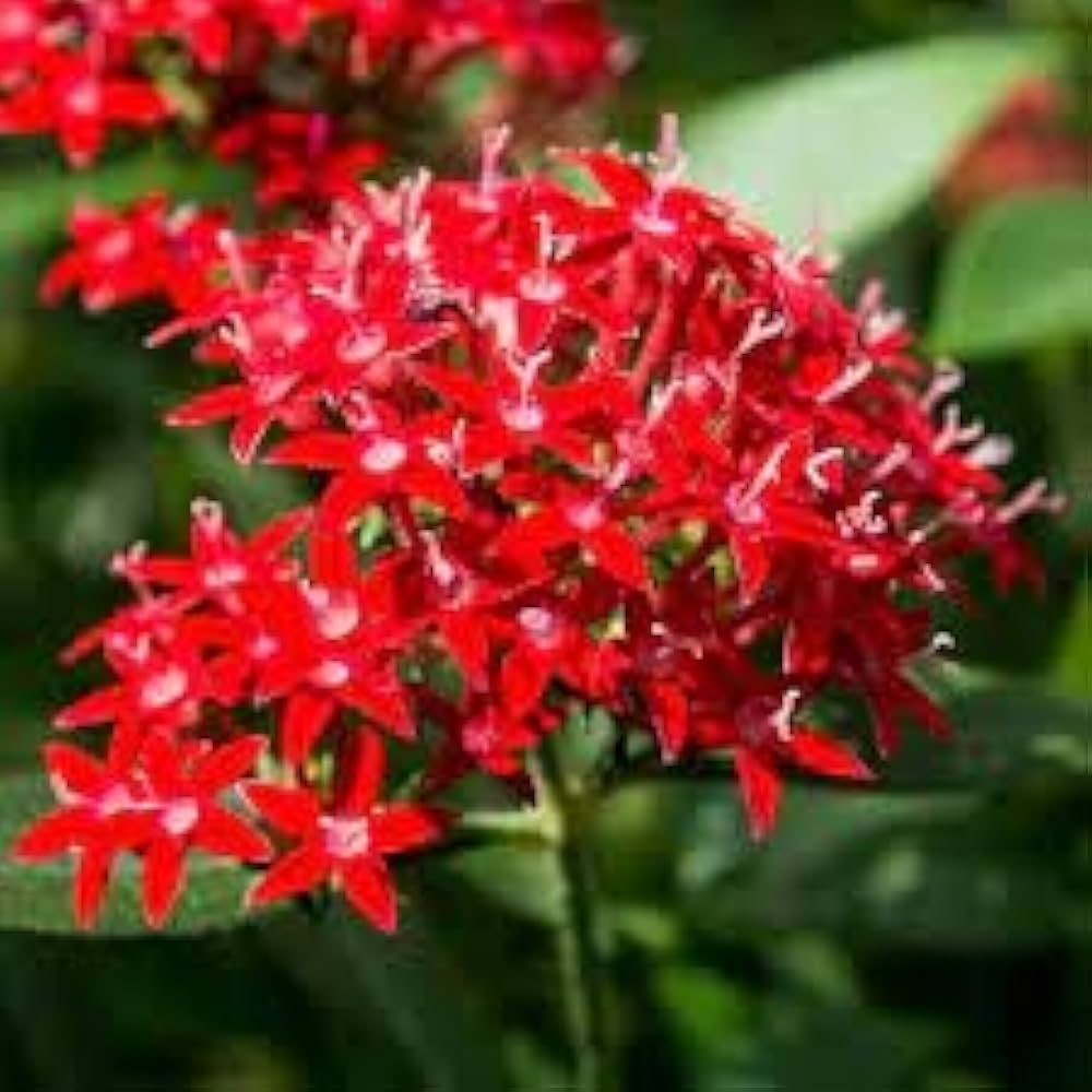 Pentas Lanceolata Flower Seeds