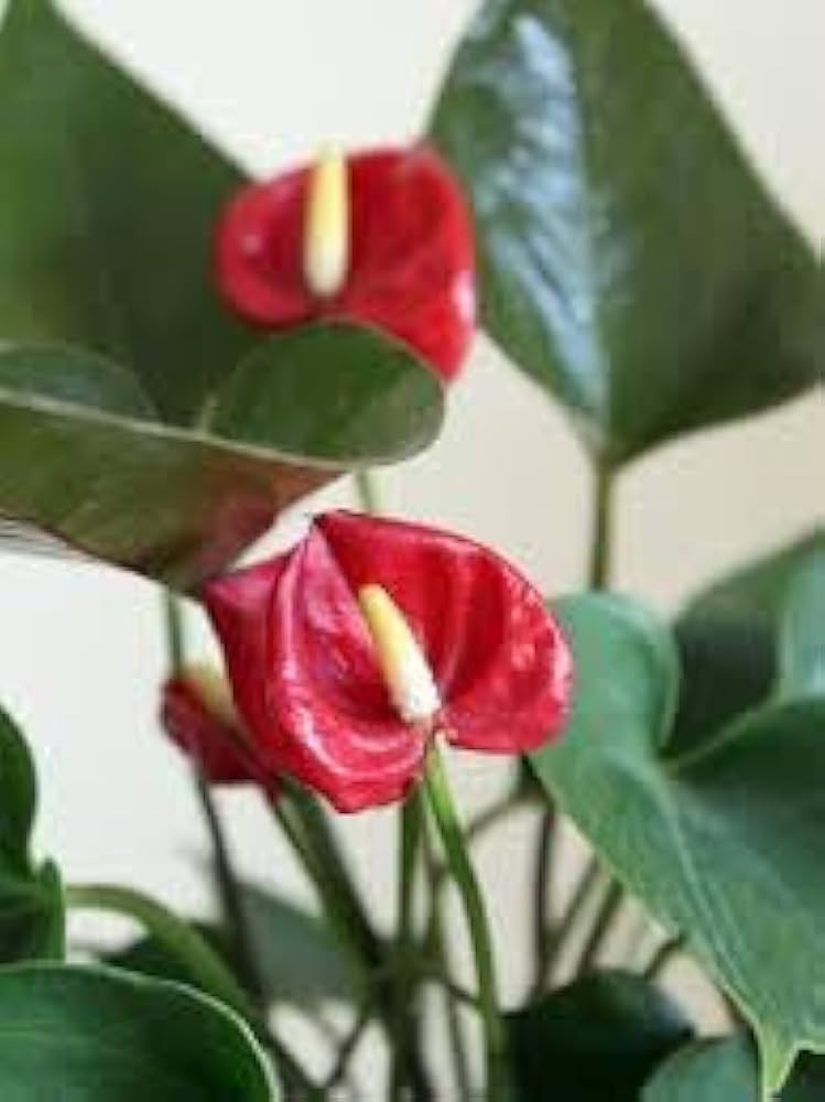 Anthurium Andraeanum Flower Seeds for Planting