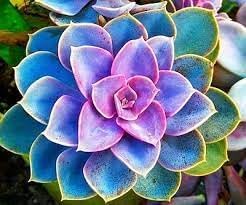 Dark Orange Gladiolus Flower Seeds for Planting – Pollinator Friendly Heirloom & NonGMO Seeds for Home Garden
 
 Sale for planting in home garden