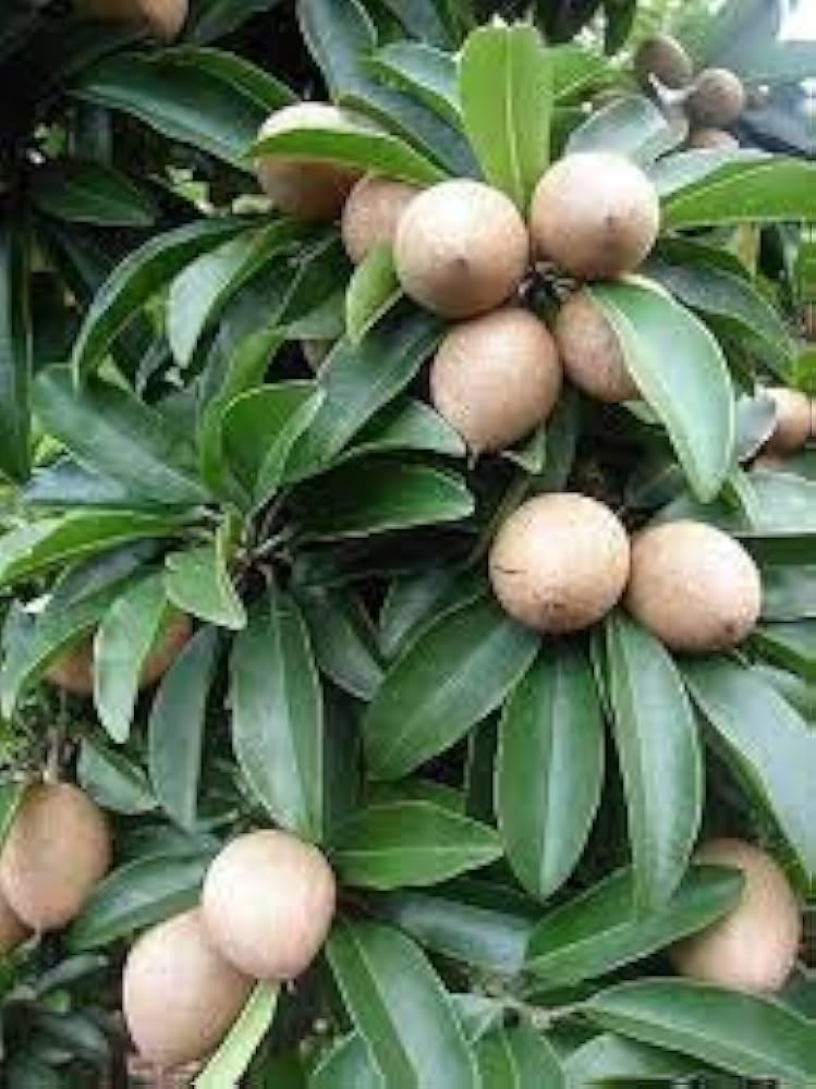 Sapota Fruit Seeds Manilkara zapota for Planting in Vegetable Patch