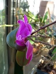 Keiki Orchids Flower seeds blooming in flower beds, containers, borders, and pollinator-friendly gardens