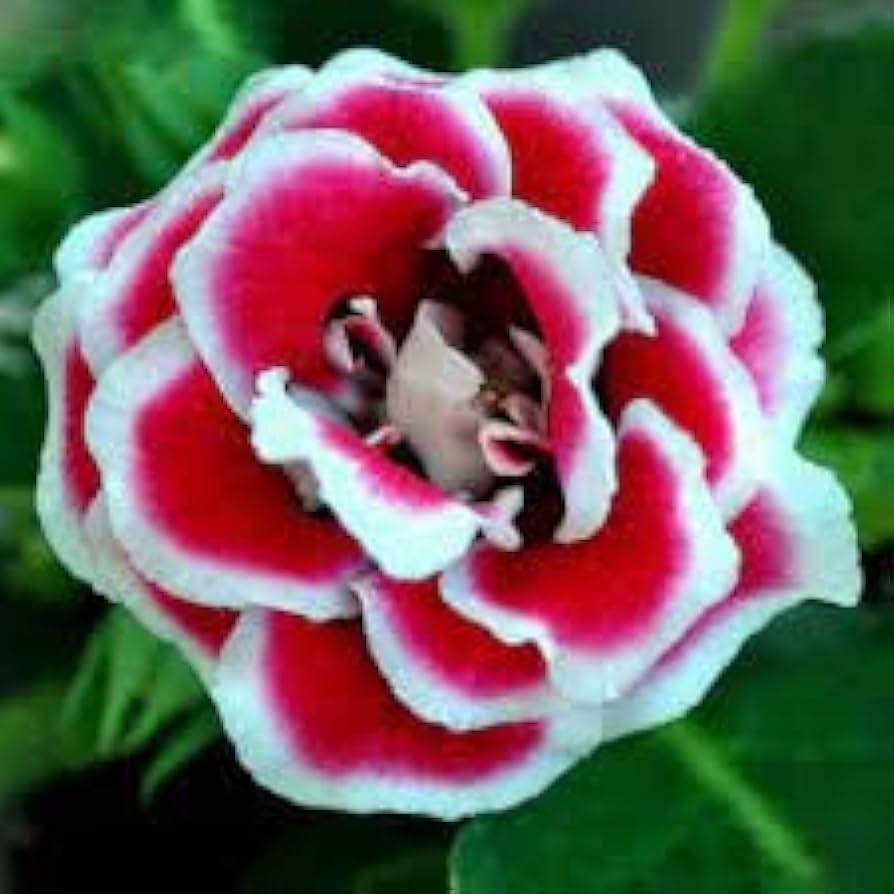 Mixed Gloxinia Gloxinia spp. Flower Seeds for Planting in Flower Bed