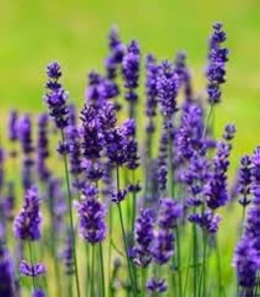 Lavender Blue Flower seeds for Planting - Vibrant Colors, Heirloom & GMO Free Seeds for Home Garden