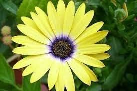 Yellow Osteospermum Flower seeds for Planting - Bright Blooms, Heirloom & GMO Free Seeds for Home Garden
 
 Sale for planting in home garden