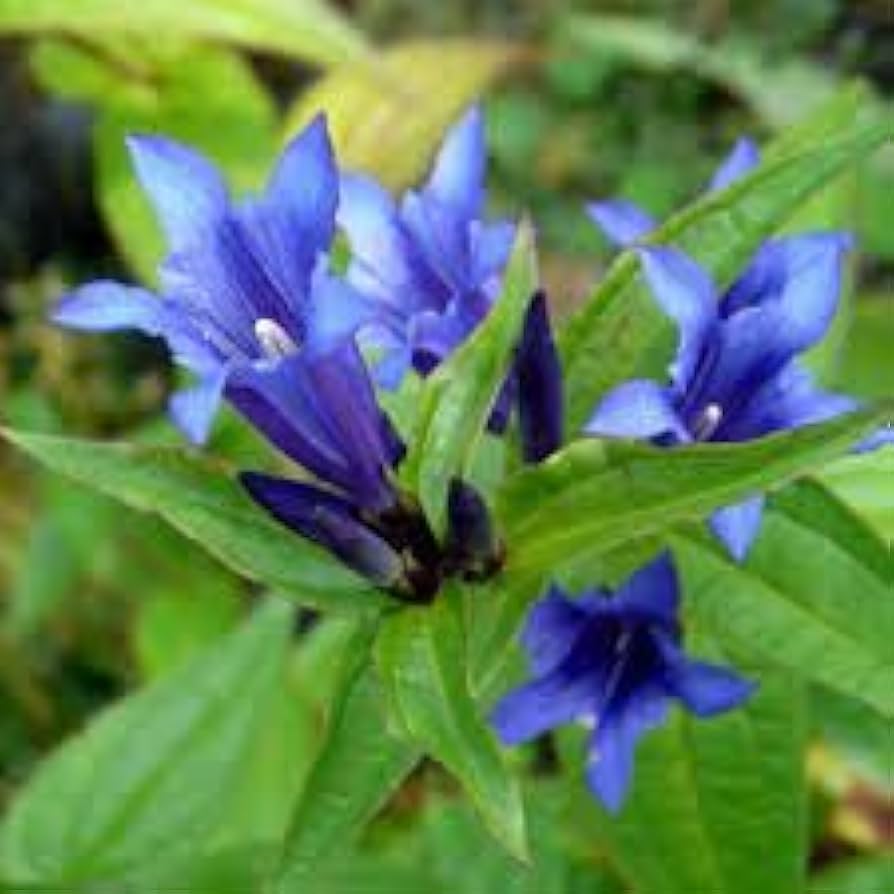 Gentiana Andrewsii Seeds for Planting Gentiana andrewsii for wildflower gardens and flower beds