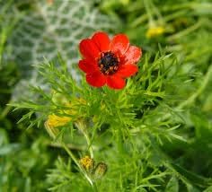 Fern Flower seeds for Planting - Cottage Garden Essential, Heirloom & GMO Free Seeds for Home Garden
 
 Sale seeds for home garden
