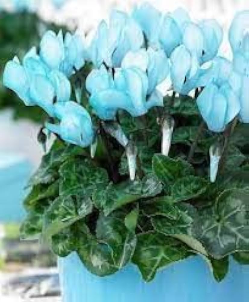Blue Cyclamen Flower seeds for Planting Compact Growth Heirloom & GMO Free Seeds for Home Garden Sale