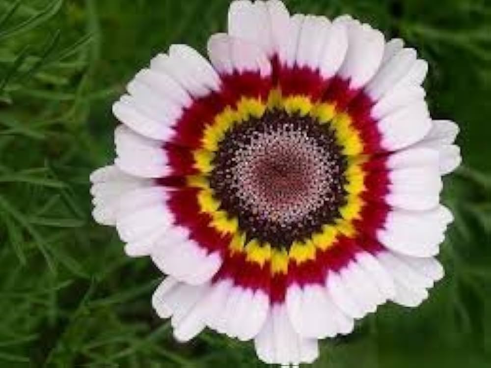 Painted Daisy Mix Seeds Tanacetum coccineum for Planting in Flower Bed and Cottage Garden