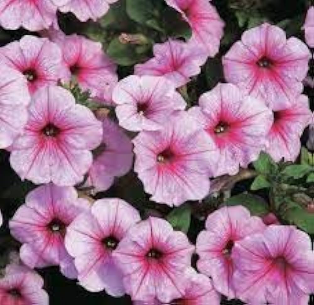 Pelleted Candypops Vein Mix Petunia Seeds