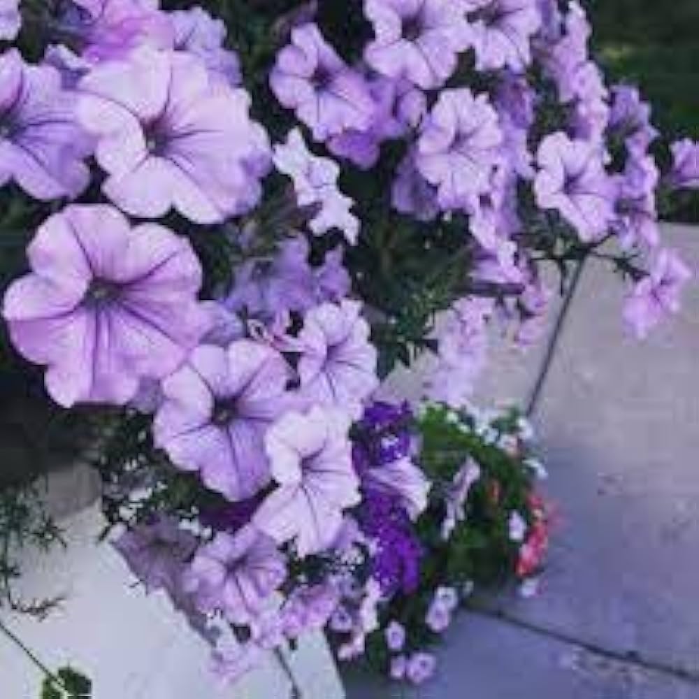 Tritunia Purpurner Sterne Petunia Seeds for Planting Purple Garden Blooms