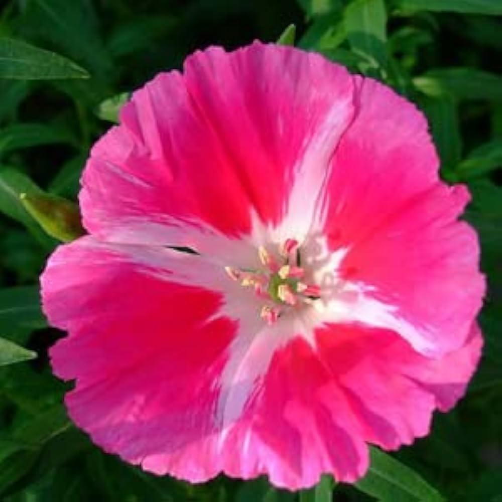 Godetia Seeds for Planting Clarkia amoena for flower beds and wildflower gardens