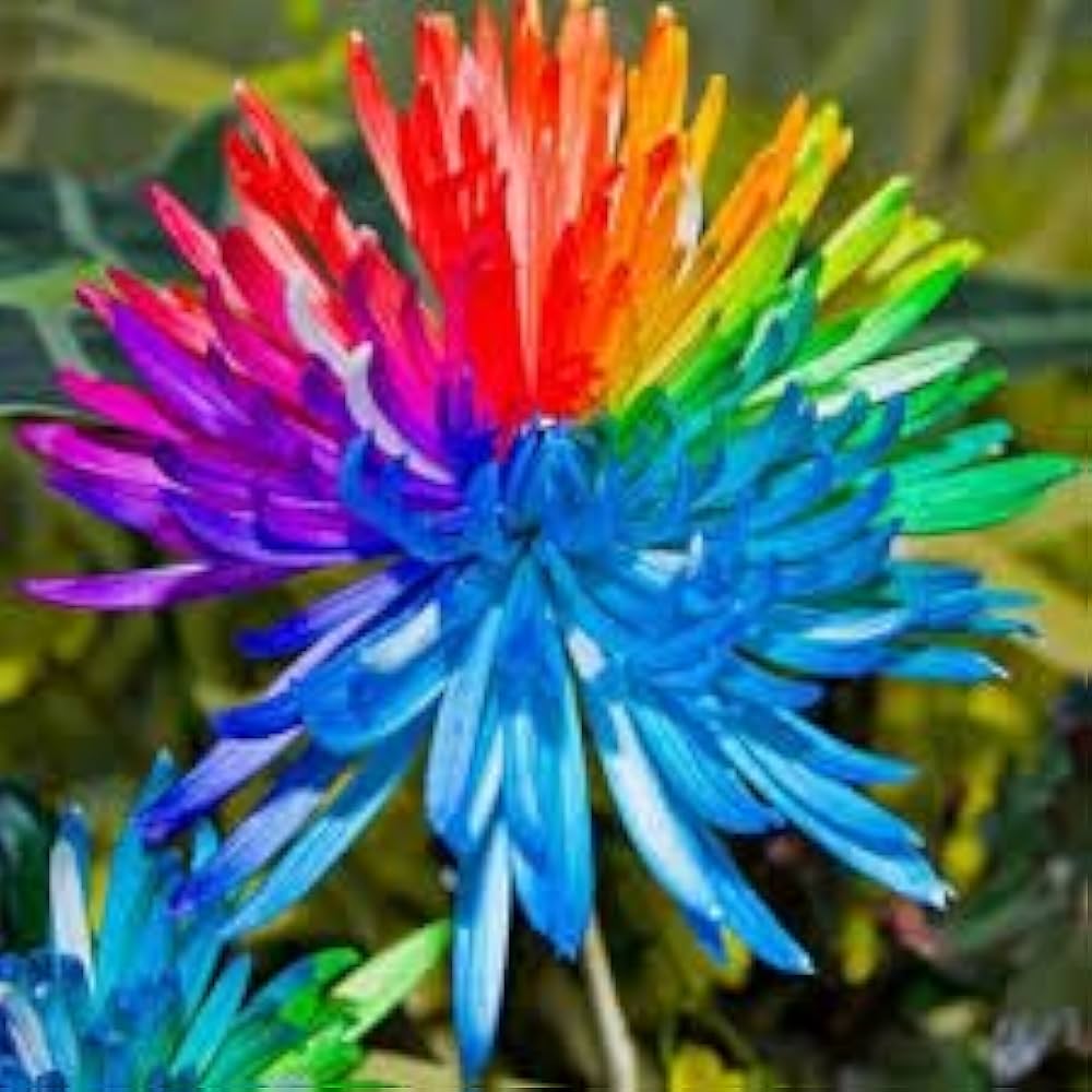 Chrysanthemum Flower Seeds for Gardening & Planting - Beautiful Blooms