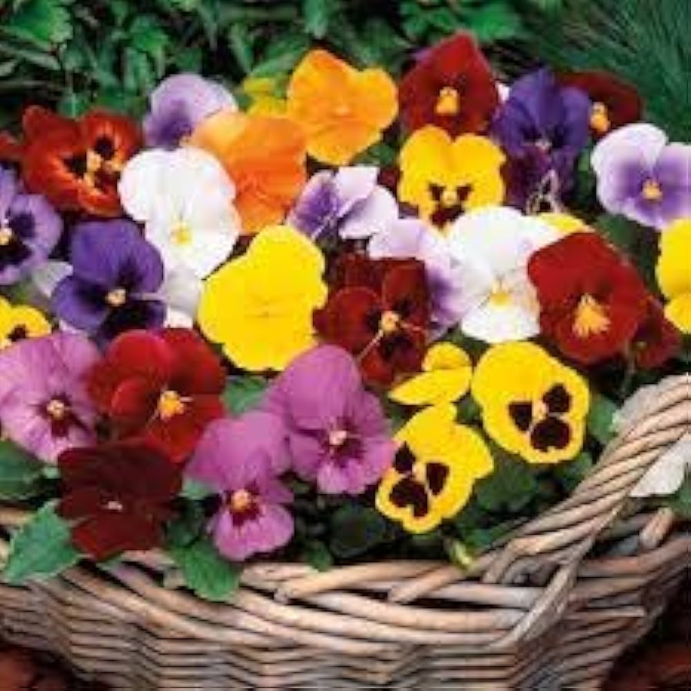 Pansy Giant Ruby Seeds for Planting Garden Borders Cool Season Blooms