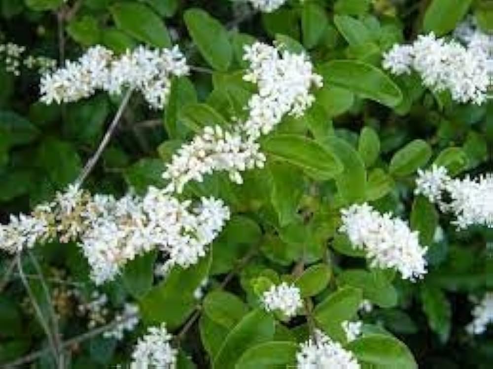 White Ligustrum Flower seeds for Planting - Fragrant Blossoms, Heirloom & GMO Free Seeds for Home Garden