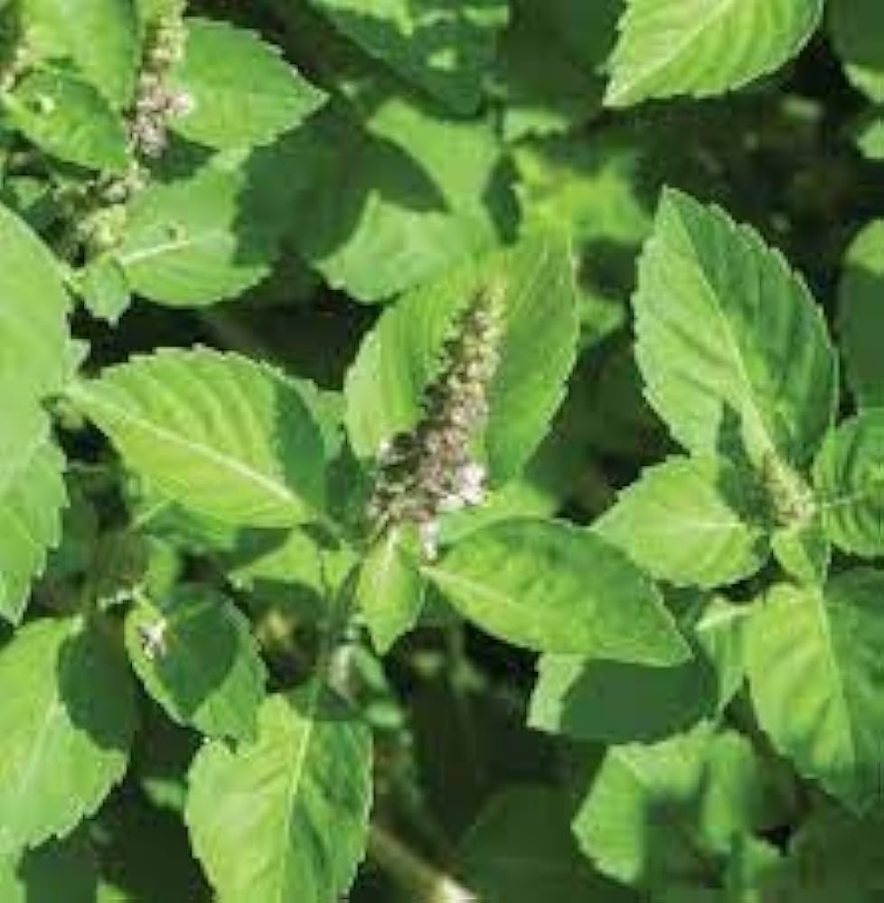 Holy Basil Seeds Ocimum tenuiflorum for Planting in Herb Bed and Balcony Pots