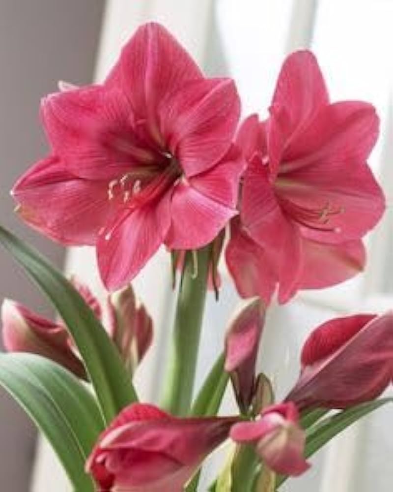 Pink Echte Amaryllis Flower seeds for Planting - Perfect for Borders, Heirloom & GMO Free Seeds for Home Garden