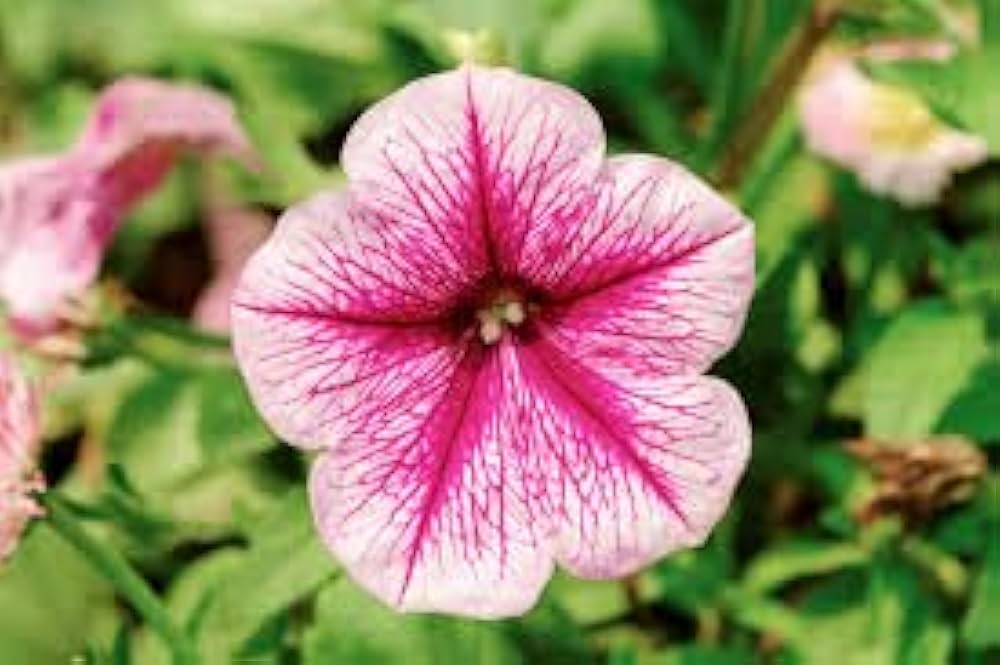 Logro White Petunia flower seeds for bright garden displays