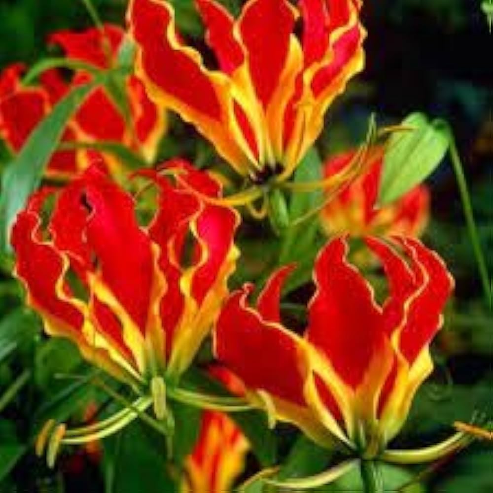 Yellow Red Gloriosa Superba Flower Planting Seeds