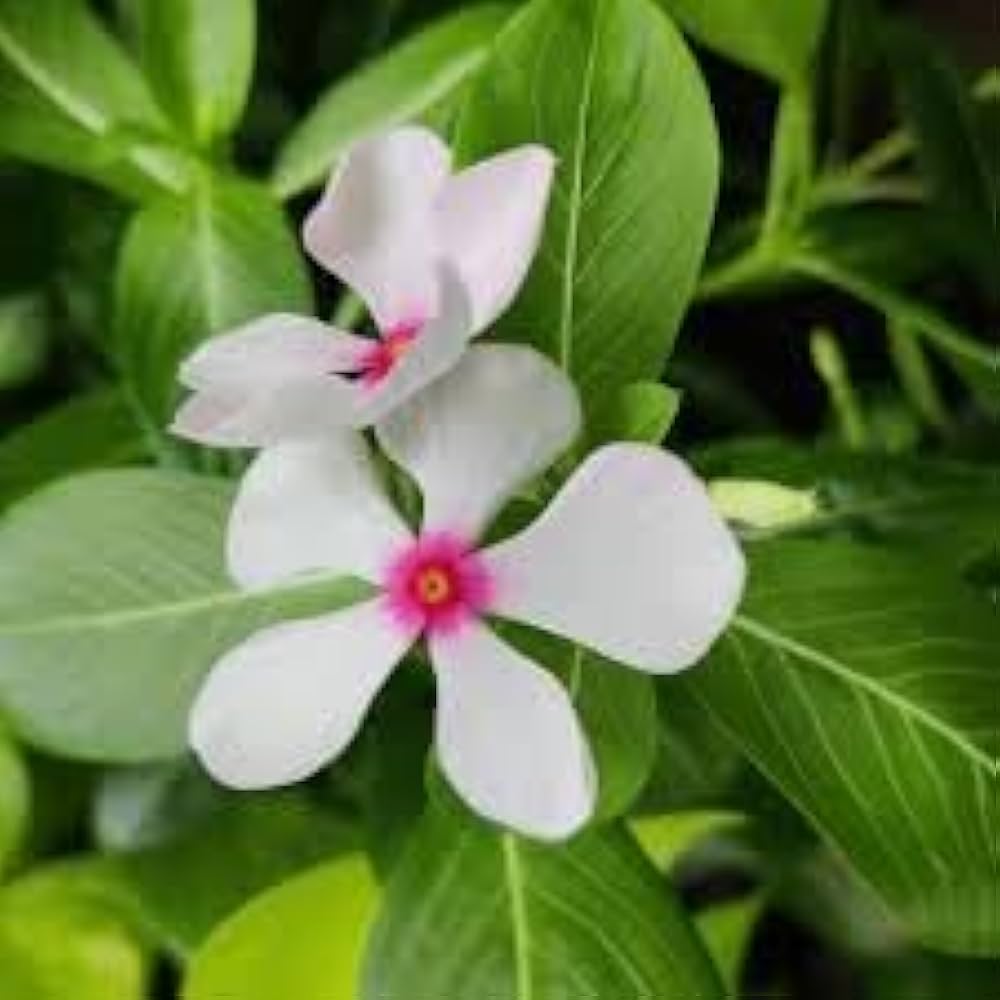 White Vinca Rosea Flower seeds for Planting - Hardy Variety, Heirloom & GMO Free Seeds for Home Garden
