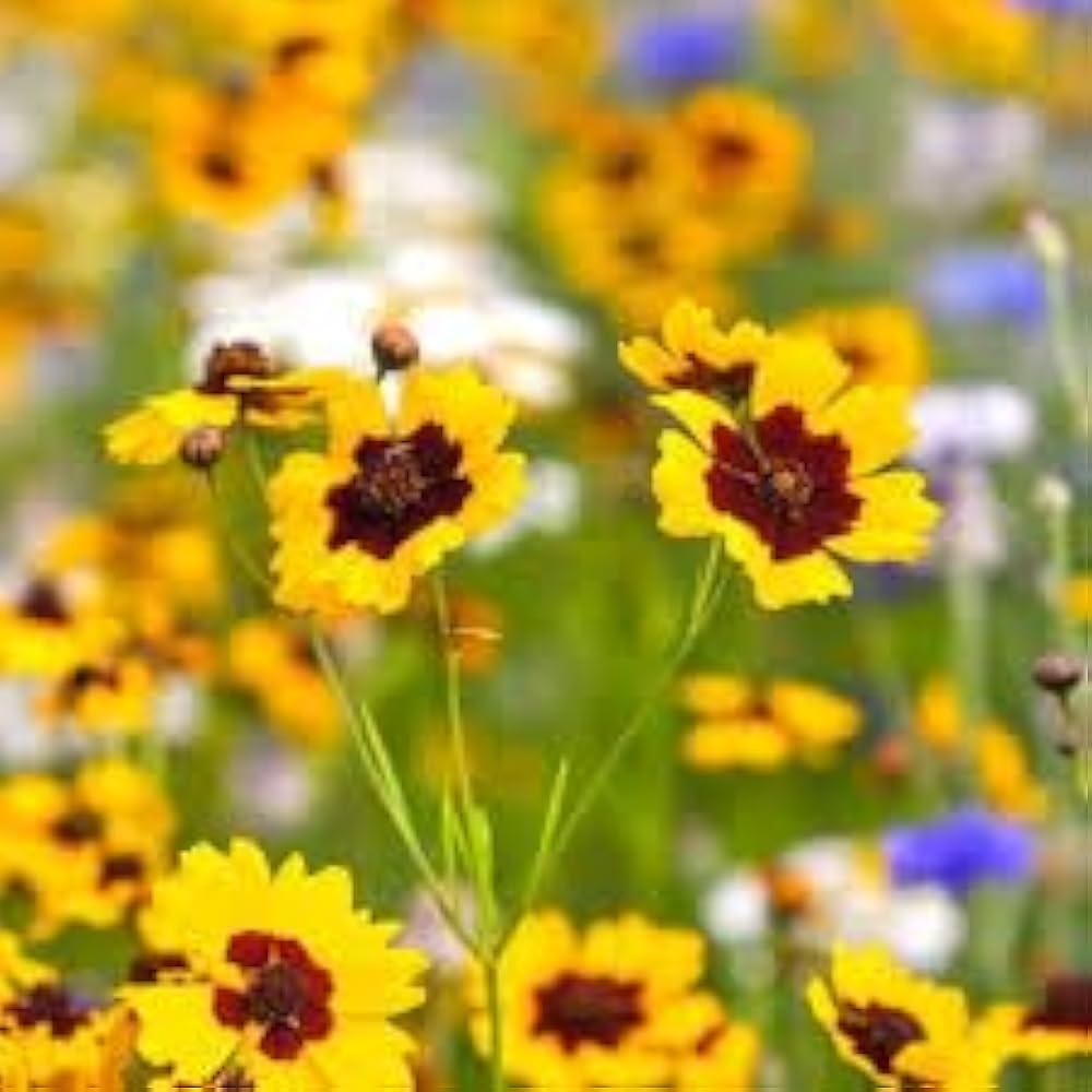 Coreopsis Rosea Coreopsis Rosea Seeds for Planting