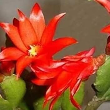 Red Zygocactus Truncatus Flower seeds for Planting - Cottage Garden Essential, Heirloom & GMO Free Seeds for Home Garden
 
 Sale for planting in home garden