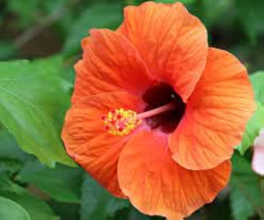 Evergrowseeds Hibiscus rosa-sinensis coral flower seeds for planting in flower beds, showing bright coral blooms and seed packet.