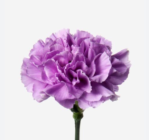 Rare Carnation Dianthus caryophyllus Seeds for Planting - Great for Flower Bed & Home Garden