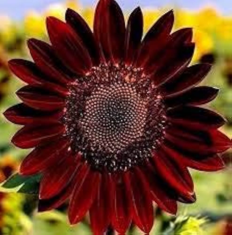 Velvet Queen Sunflower Helianthus annuus Seeds for Planting ornamental garden