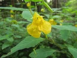 Black Hibiscus Flower Seeds for Planting – Heirloom NonGMO Organic Garden Seeds with High Germination
 
 Sale for planting in home garden