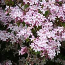 BeautyBush Flower seeds for Planting - Colorful Display, Heirloom & GMO Free Seeds for Home Garden
 
 Sale for planting in home garden.