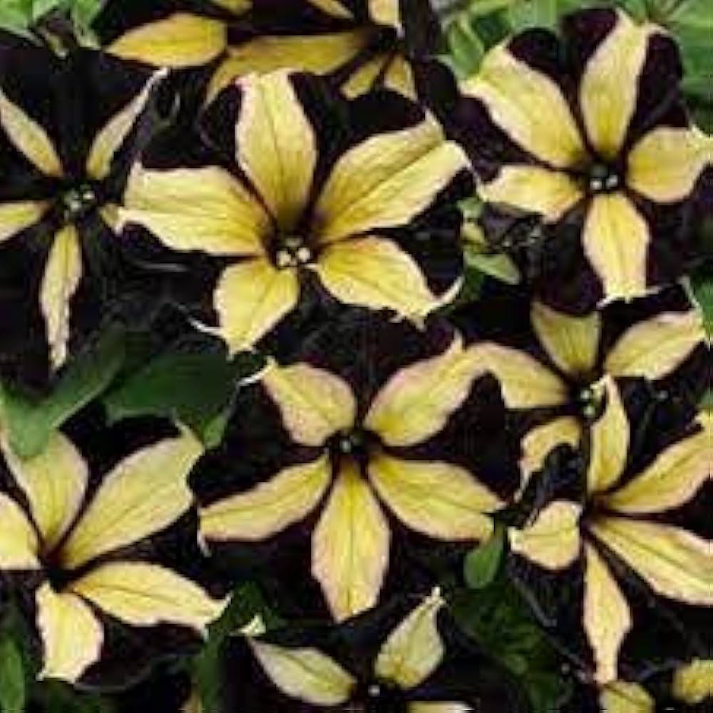 Pelletta Petunia Semi Ultra Semi Plum Vertical Seeds
