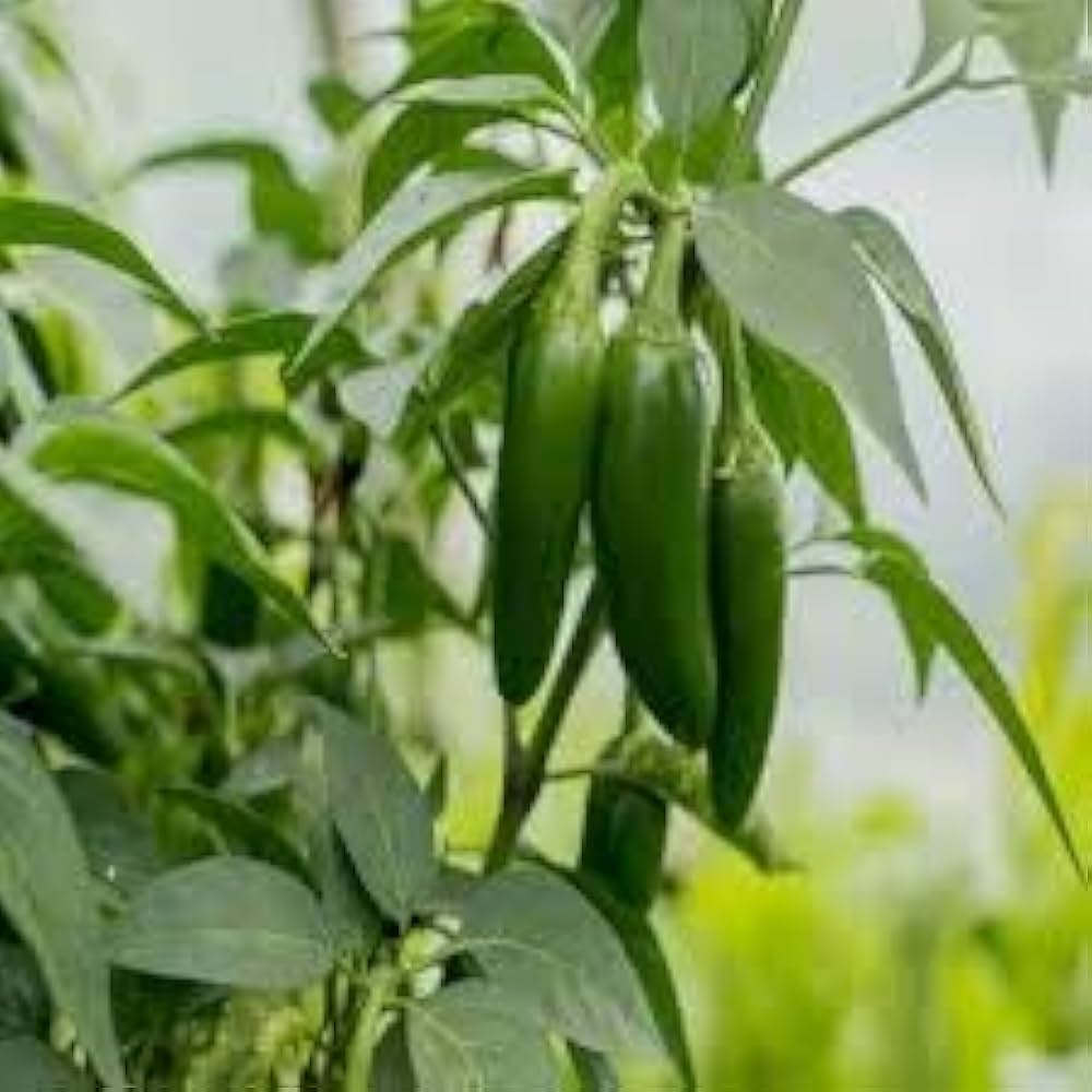 Jalapeno Seeds for Vegetable Planting
