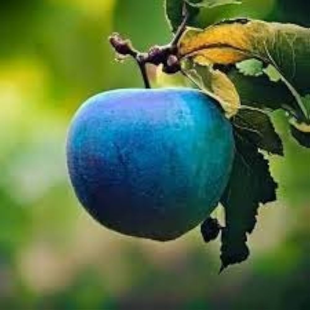 Blue Apple Fruit Seeds - Planting Guide for Success