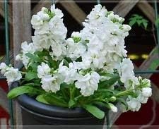 White Matthiola Incana Flower seeds for Planting - Pollinator Friendly, Heirloom & GMO Free Seeds for Home Garden
 
 Sale for planting in home garden.