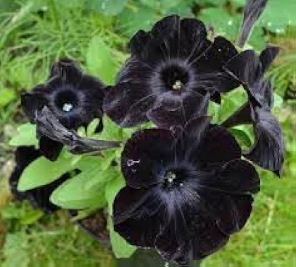 Black Cat Petunia Seeds Flower seeds for Planting - Sun Loving, Heirloom & GMO Free Seeds for Home Garden