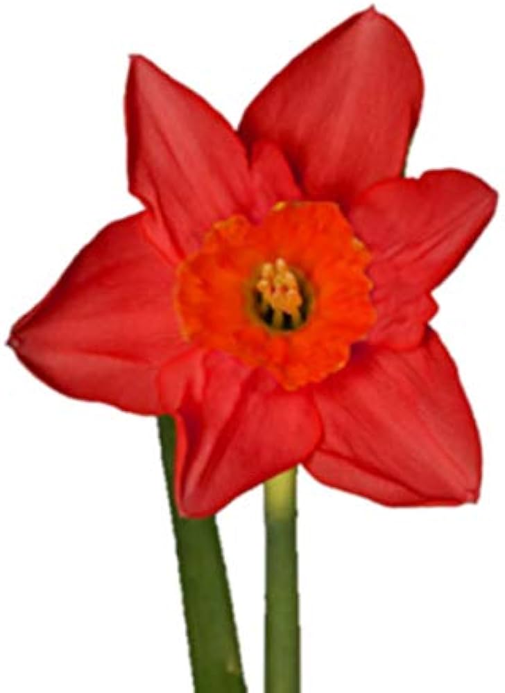 Light Red Daffodil Flower Seeds for Planting Fragrant Blossoms Heirloom & GMO Free Seeds for Home Garden
 
 Sale