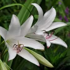 White Crinum Flower seeds for Planting - Easy to Grow, Heirloom & GMO Free Seeds for Home Garden
 
 Sale for planting in home garden.