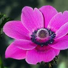 Anemone Flower seeds for Planting - Vibrant Colors, Heirloom & GMO Free Seeds for Home Garden
 
 Sale for planting in home garden.