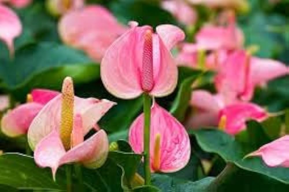White Pink Anthurium Flower Seeds for Planting Garden Favorite Heirloom & GMO Free Seeds for Home Garden
 
 Sale
