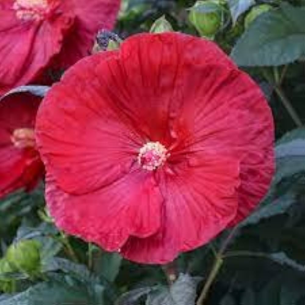 Cranberry Hardy Crush Hibiscus Seeds for Planting Hibiscus moscheutos for flower beds and water gardens