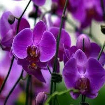 Lavender Phalaenopsis Orchid Flower seeds for Planting - Easy to Grow, Heirloom & GMO Free Seeds for Home Garden
 
 Sale for planting in home garden.