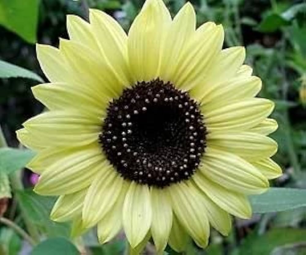 Yellow Lemon SunFlower seeds for Planting - Easy to Grow, Heirloom & GMO Free Seeds for Home Garden