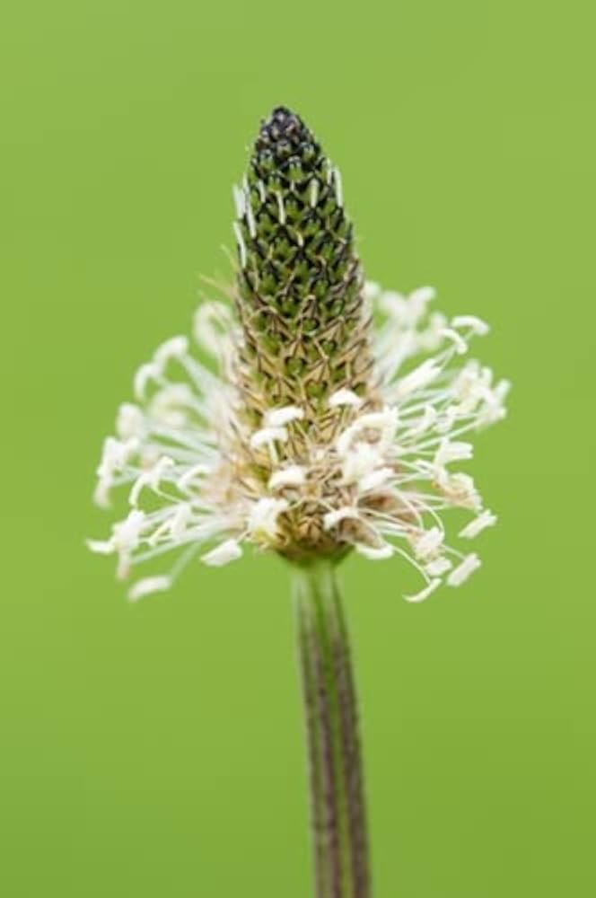 Mixed Lanceolata Plantago lanceolata Flower Seeds for Planting in Garden and Meadow