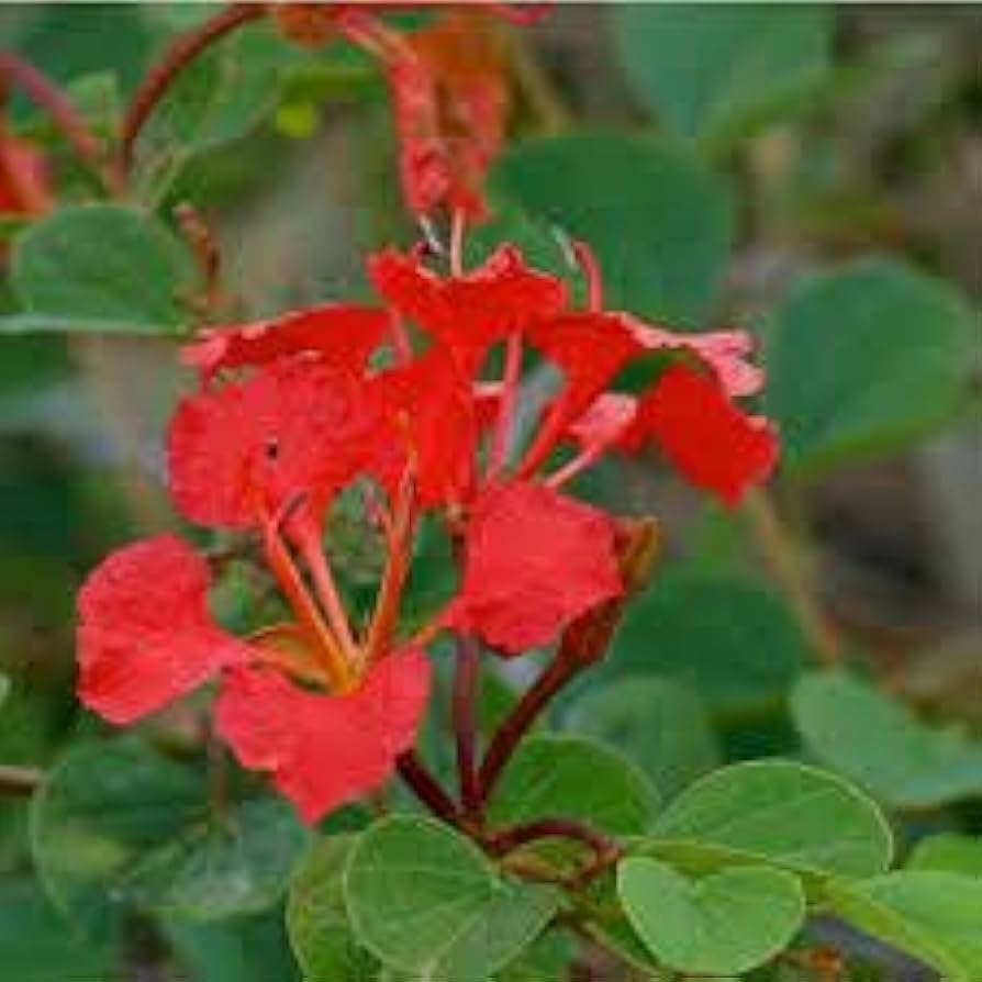 Bauhinia Galpinii Seeds for Planting for Flower Bed